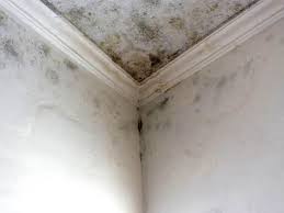 Best Mold Odor Removal Services in Bonny Doon, CA