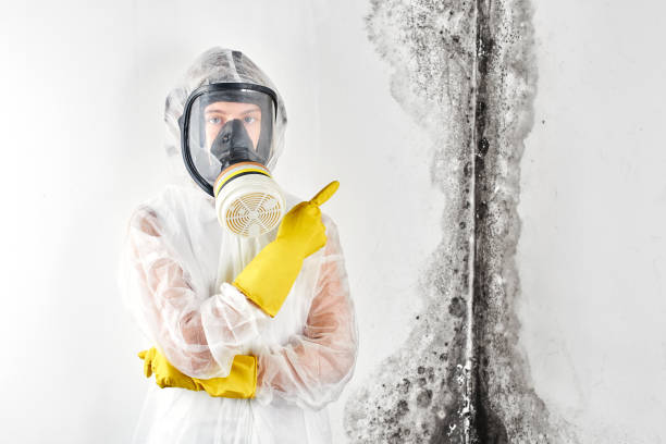 Best Environmental Consulting for Mold Prevention in Bonny Doon, CA