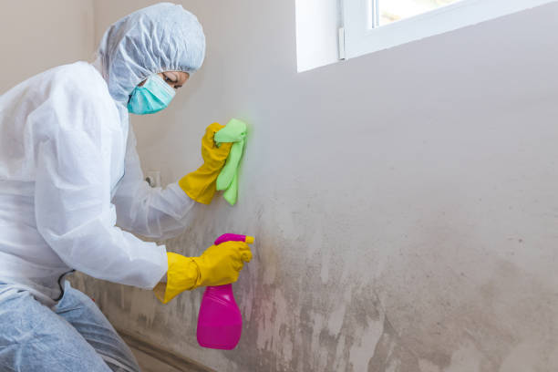 Best Forensic Mold Investigation in Bonny Doon, CA